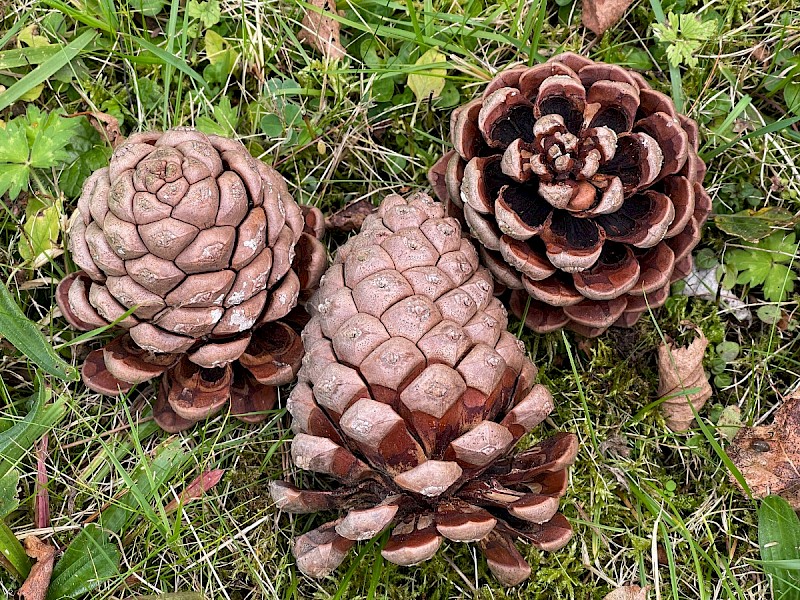 Pinus pinea - © Charles Hipkin