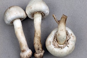 : Agaricus macrocarpus