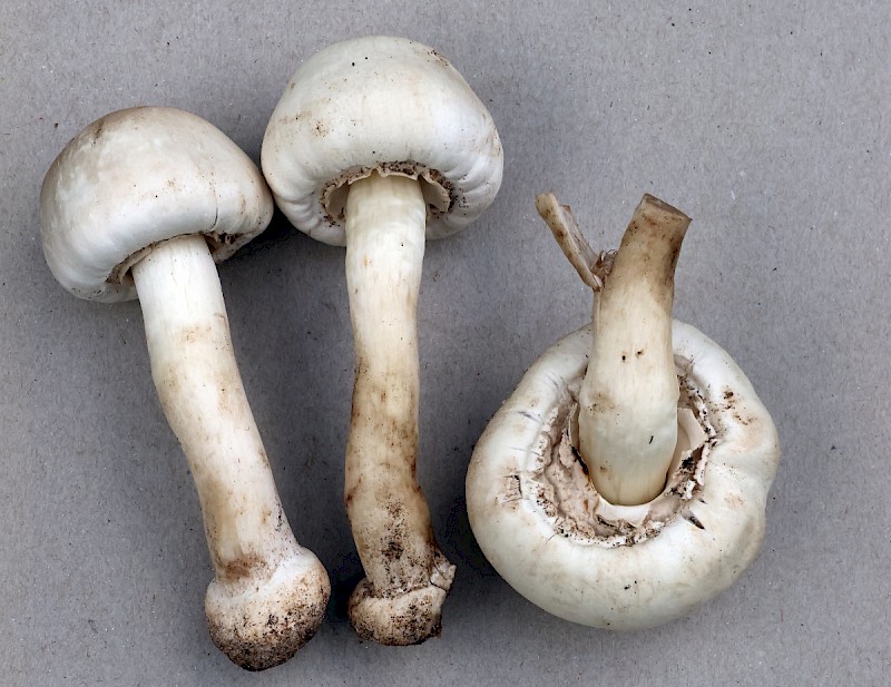 Agaricus macrocarpus - © Charles Hipkin