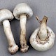 Agaricus macrocarpus