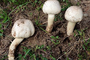 : Agaricus macrocarpus