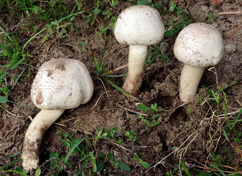 Agaricus macrocarpus - © Charles Hipkin