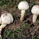 Agaricus macrocarpus