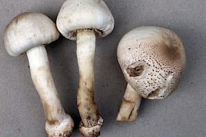 : Agaricus macrocarpus