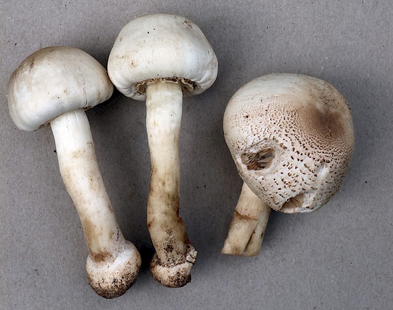 Agaricus macrocarpus - © Charles Hipkin