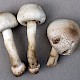 Agaricus macrocarpus