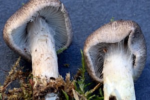 : Tricholoma argyraceum