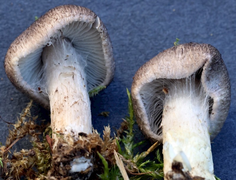 Tricholoma argyraceum - © Charles Hipkin