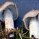 Tricholoma argyraceum