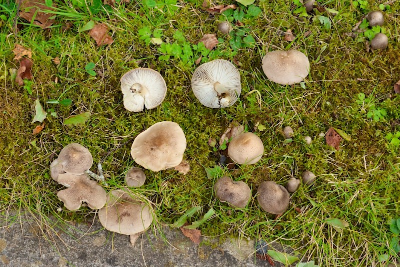 Tricholoma argyraceum - © Charles Hipkin