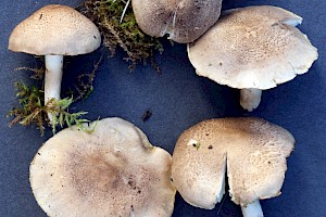 : Tricholoma argyraceum