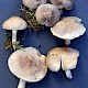 Tricholoma argyraceum