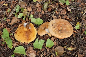 Brown Rollrim: Paxillus involutus