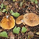 Paxillus involutus