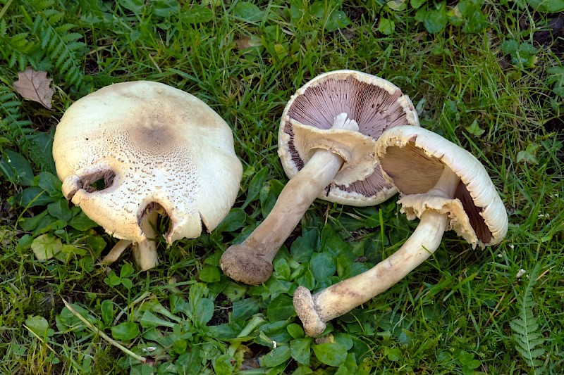 Agaricus macrocarpus - © Charles Hipkin