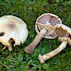 Agaricus macrocarpus