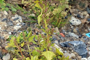 Chenopodium ficifolium Fig-leaved Goosefoot