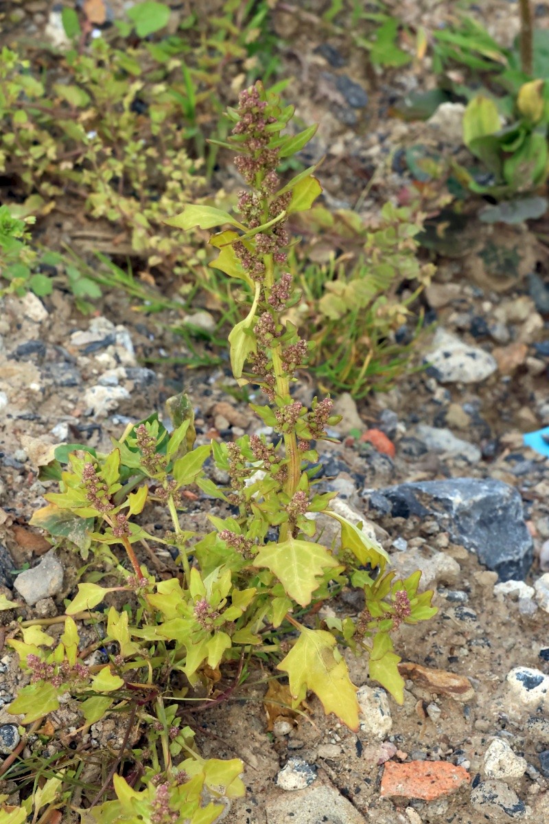 Chenopodium ficifolium - © Charles Hipkin