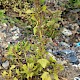 Chenopodium ficifolium