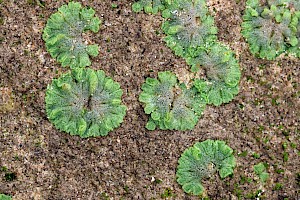 Cavernous Crystalwort: Riccia cavernosa