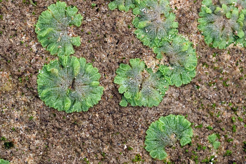 Riccia cavernosa - © Charles Hipkin