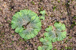 Cavernous Crystalwort: Riccia cavernosa