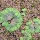 Riccia cavernosa