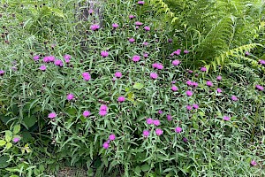 Common Knapweed: Centaurea nigra