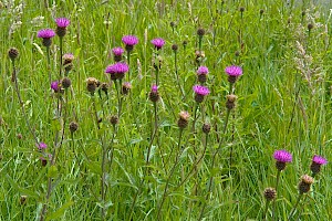 Common Knapweed: Centaurea nigra