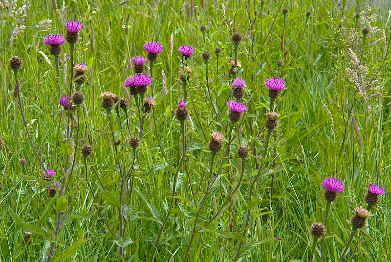 Centaurea nigra - © Charles Hipkin