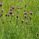 Centaurea nigra