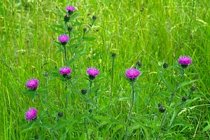 Common Knapweed: Centaurea nigra