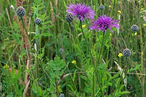 Greater Knapweed: Centaurea scabiosa