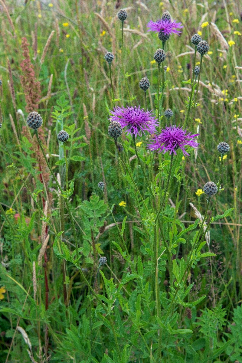 Centaurea scabiosa - © Charles Hipkin