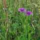 Centaurea scabiosa