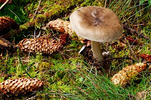 : Amanita submembranacea