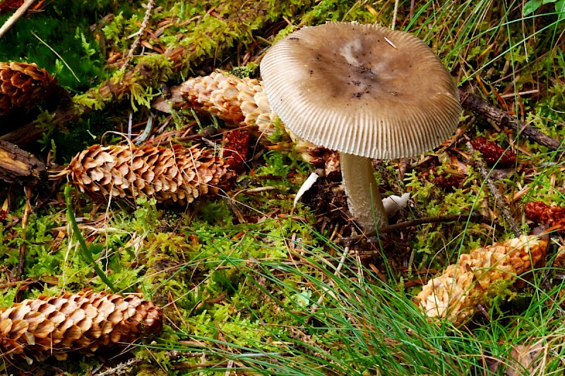 Amanita submembranacea