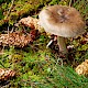 Amanita submembranacea