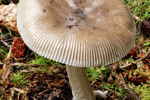 : Amanita submembranacea