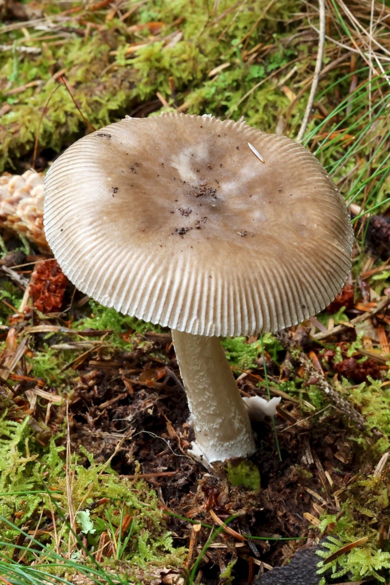 Amanita submembranacea - © Charles Hipkin