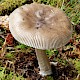 Amanita submembranacea