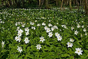 Wood Anemone: Anemone nemorosa