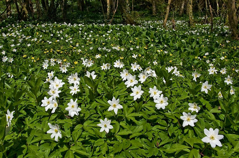 Anemone nemorosa - © Charles Hipkin