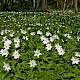 Anemone nemorosa