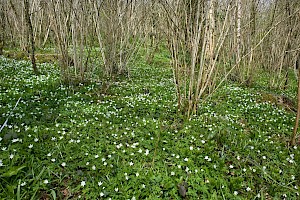 Wood Anemone: Anemone nemorosa