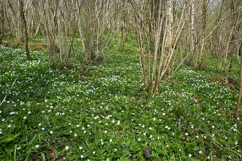 Anemone nemorosa - © Charles Hipkin