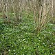 Anemone nemorosa