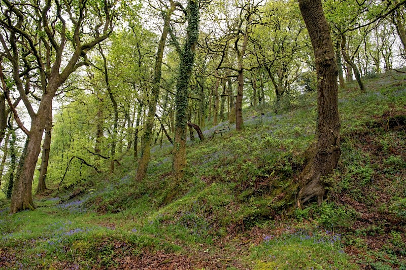 Semi-natural Deciduous Woodland - © Charles Hipkin