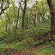 Semi-natural Deciduous Woodland