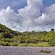 Semi-natural Deciduous Woodland